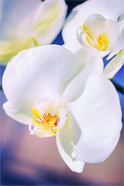 photo "Spring is here" tags: nature, macro and close-up, flowers