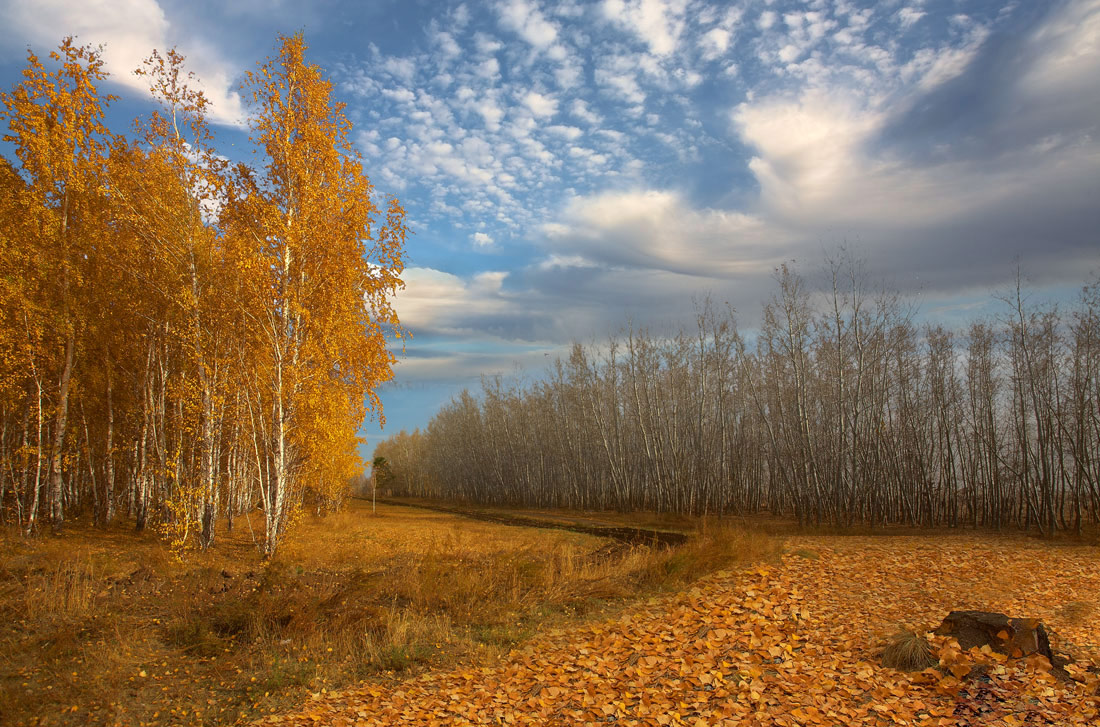 фото "Очей очарованье" метки: пейзаж, лес, осень