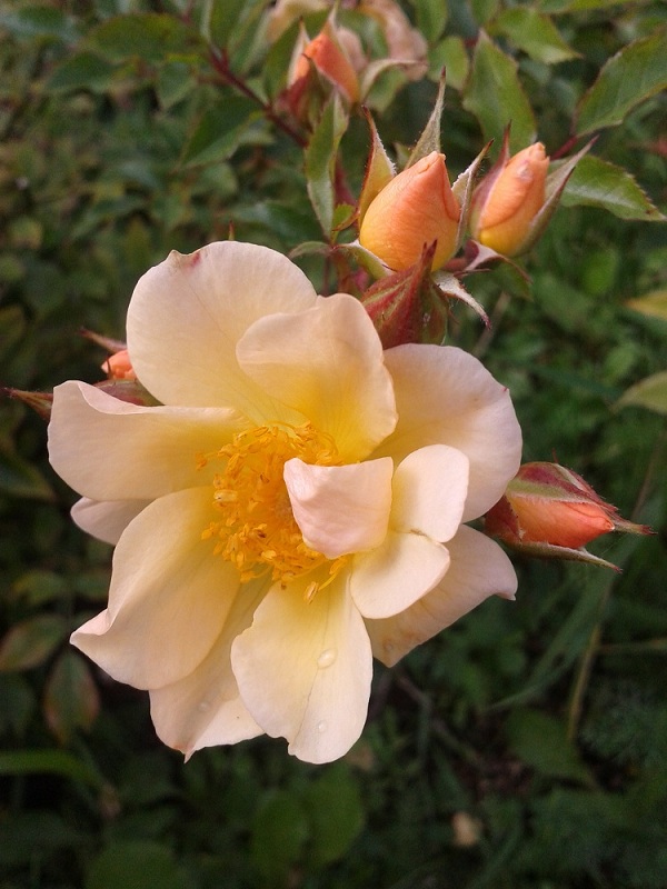 photo "***" tags: nature, flowers