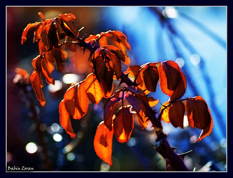 фото "playing with light" метки: природа, цветы