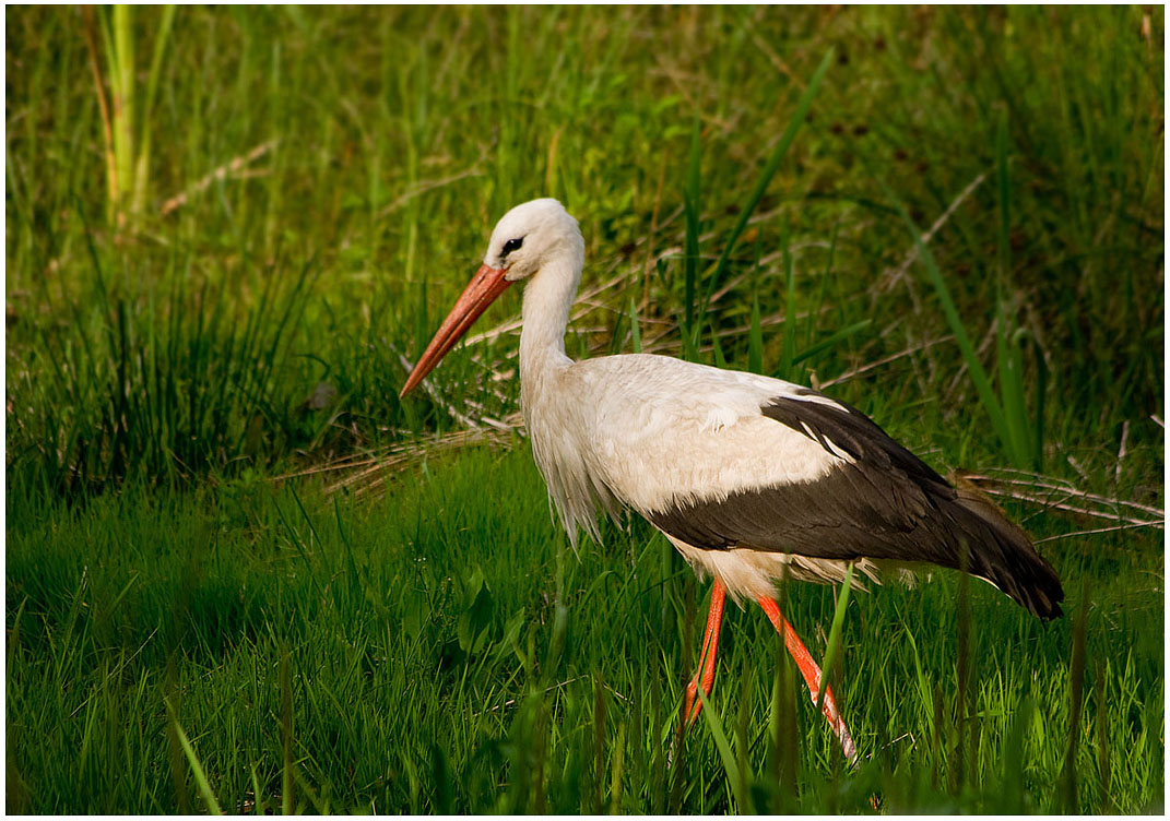 photo "Stork, who lives in the neighborhood." tags: nature, wild animals