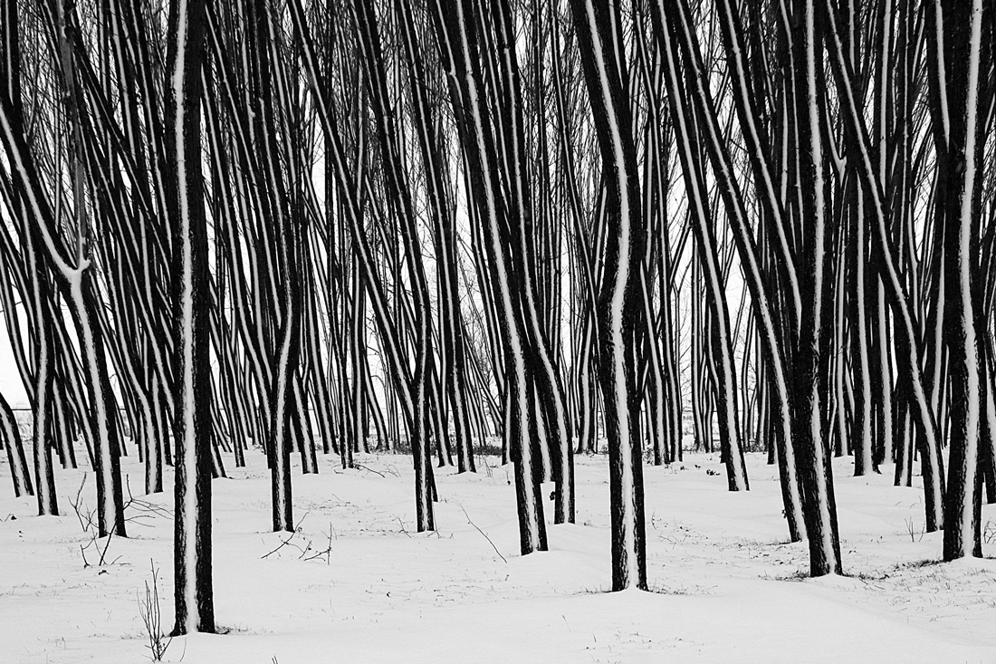 photo "Organ winter" tags: landscape, black&white, forest, snow, tree, winter