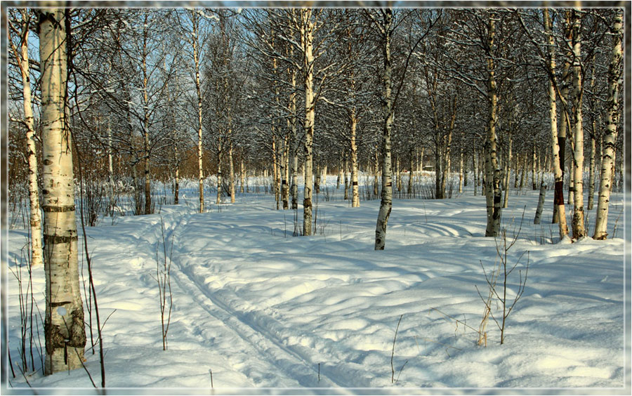 photo "Мартовское настроение" tags: landscape, forest