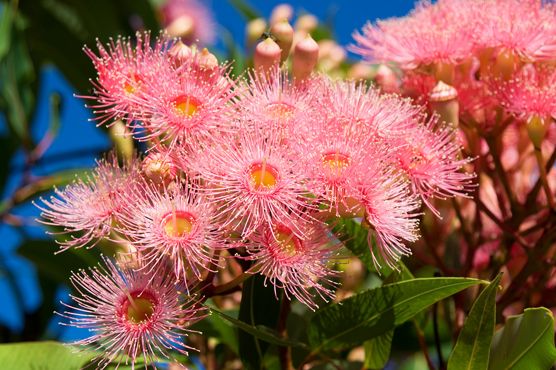 photo "Pink blast" tags: nature, flowers
