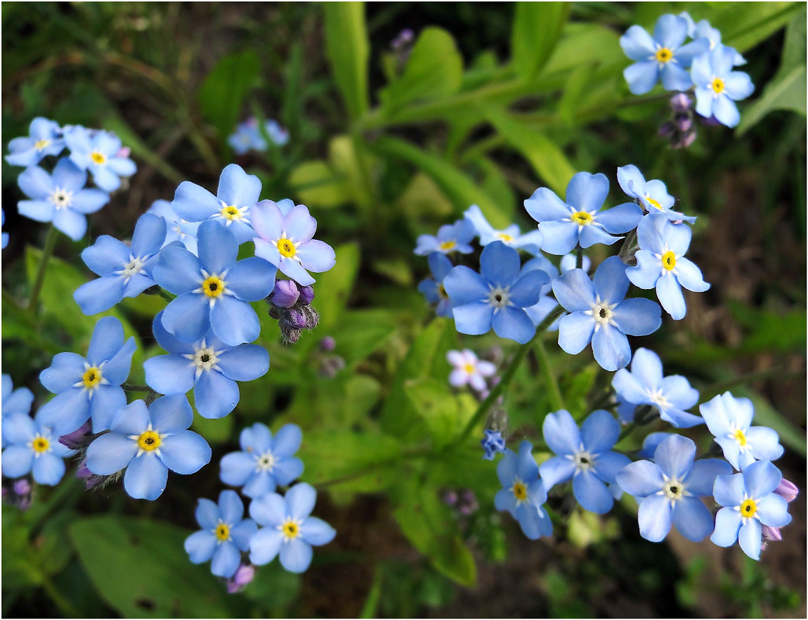 photo "***" tags: nature, flowers