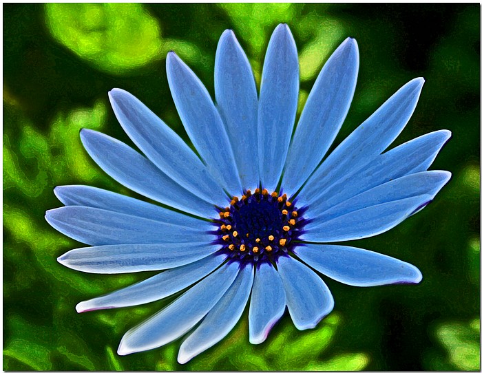 photo "Bluedaze" tags: nature, macro and close-up, flowers