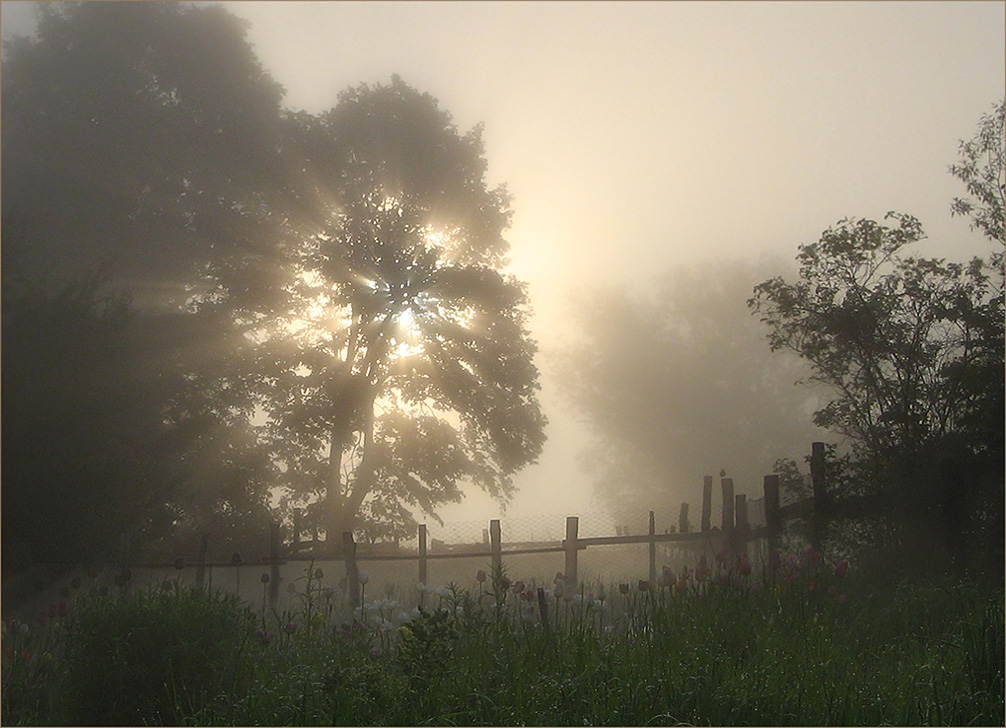 photo "One misty May morning" tags: landscape, spring