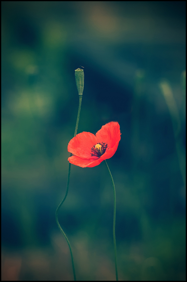 photo "..." tags: nature, flowers