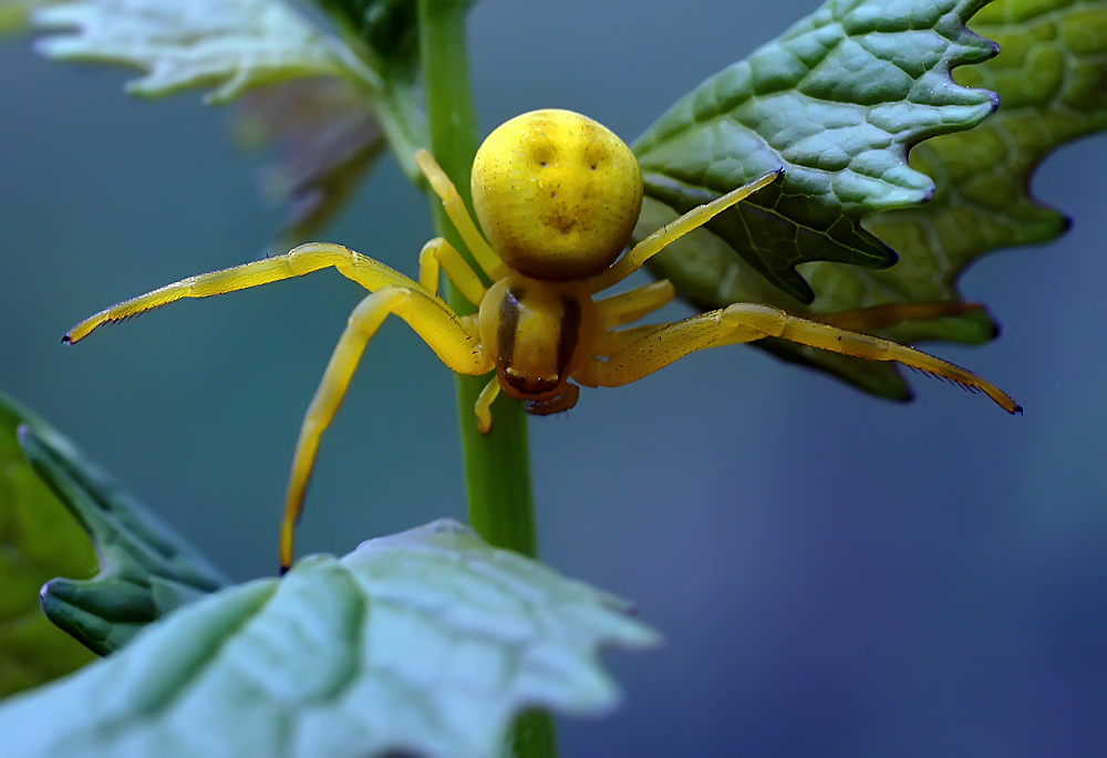 фото "Смайлик восьминог" метки: макро и крупный план, природа, насекомое