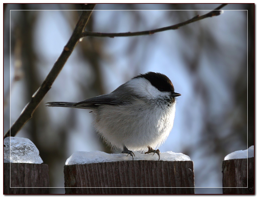 photo "Spring mood" tags: nature, wild animals