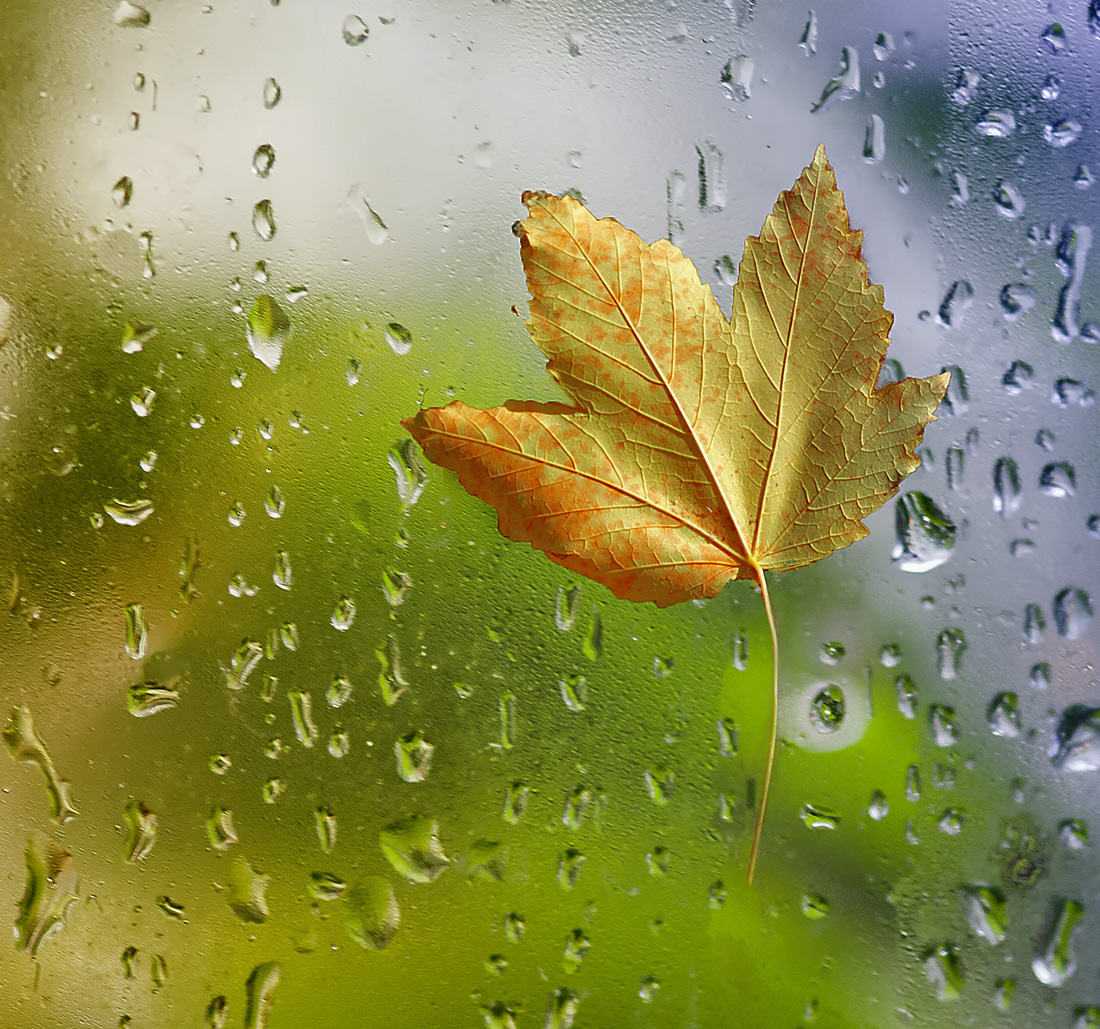 photo "Tears of Autumn ..." tags: still life, fragment, 