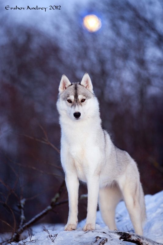 фото "Волчица" метки: природа, домашние животные