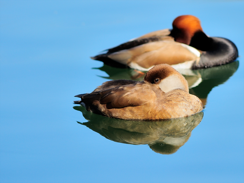 photo "Nette Rousse en couple" tags: nature, wild animals