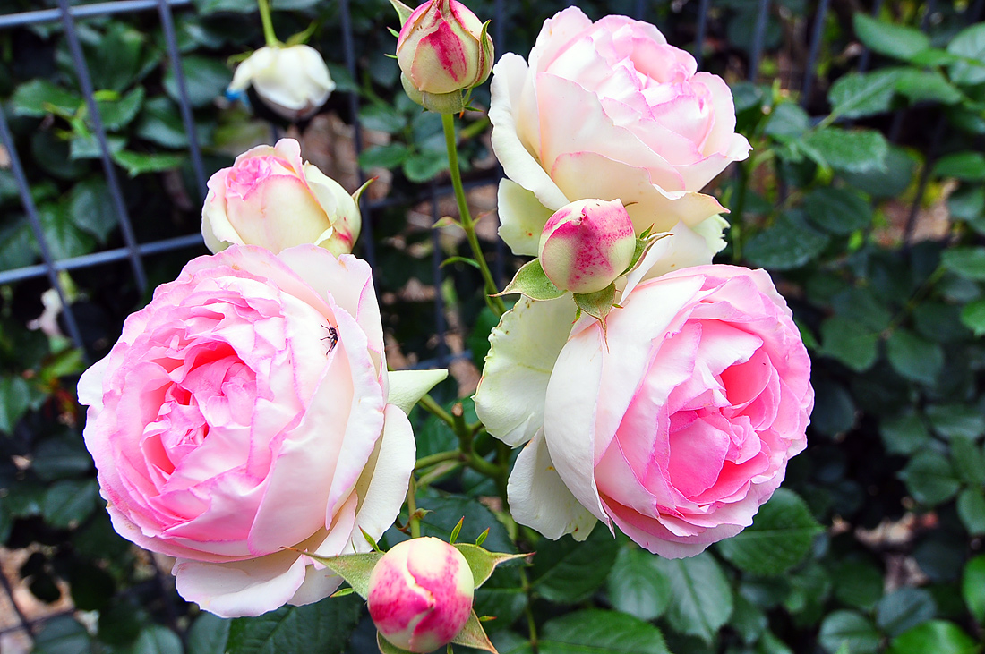 фото "Букет роз" метки: природа, цветы