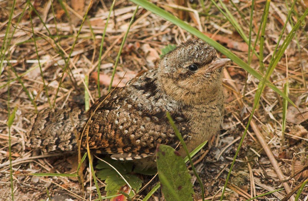 photo "Little bird" tags: nature, wild animals