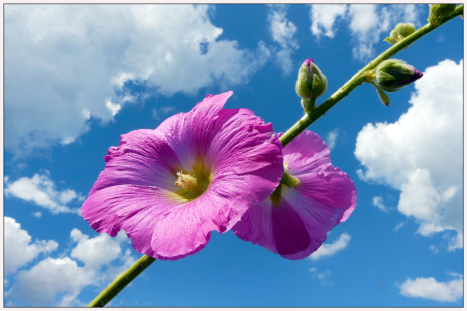 photo "Colors of summer." tags: nature, landscape, clouds, flowers, sky, summer
