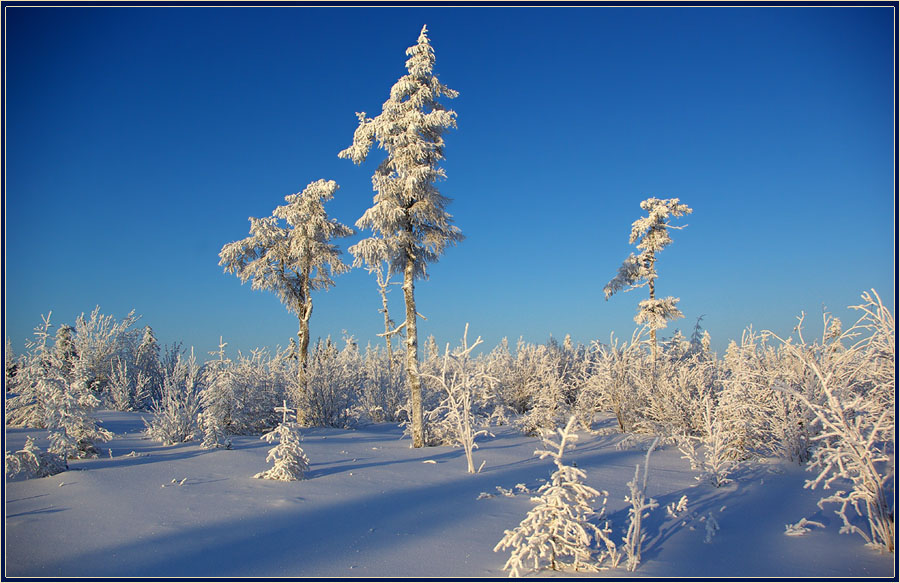 photo "***" tags: landscape, forest, winter