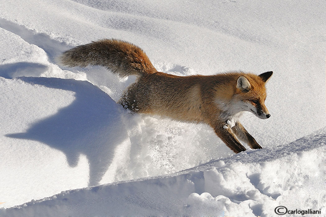 фото "Red fox" метки: природа, дикие животные