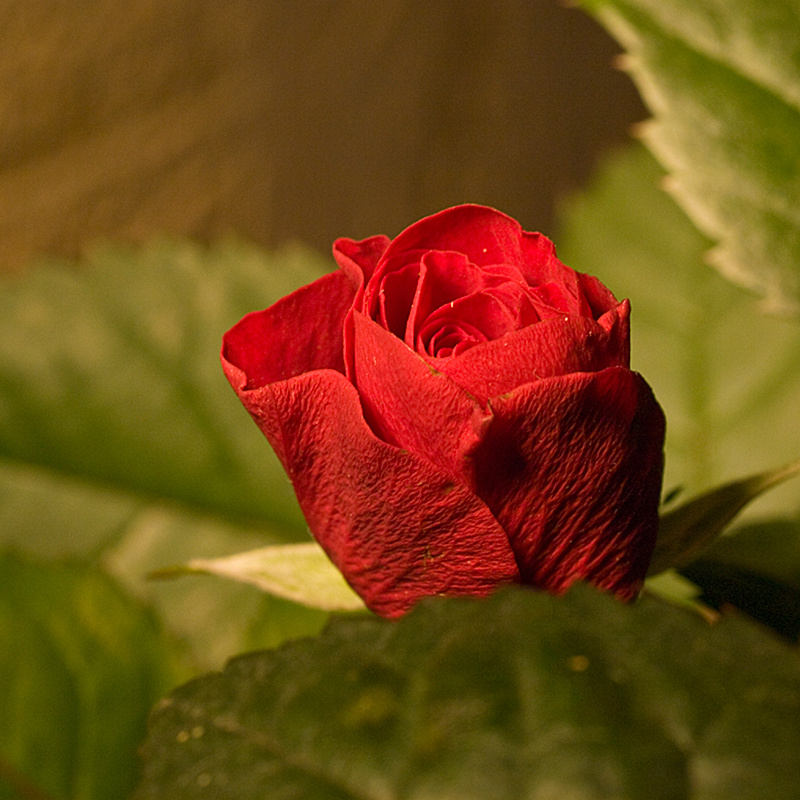 photo "размер бутона 10 мм" tags: nature, macro and close-up, flowers
