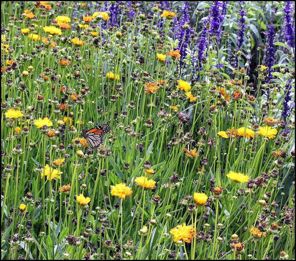 photo "Summer's End." tags: nature, flowers