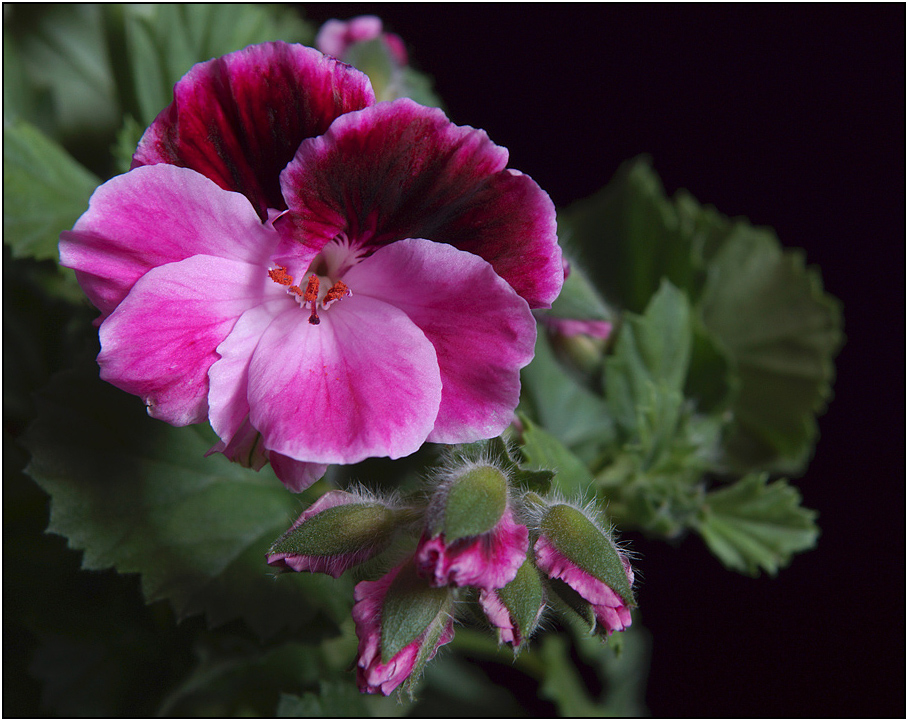 photo "* * *" tags: nature, flowers