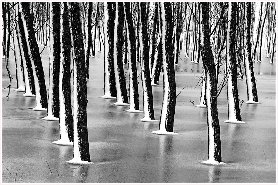 фото "Frosty forest" метки: пейзаж, черно-белые, вода, зима, лес, снег