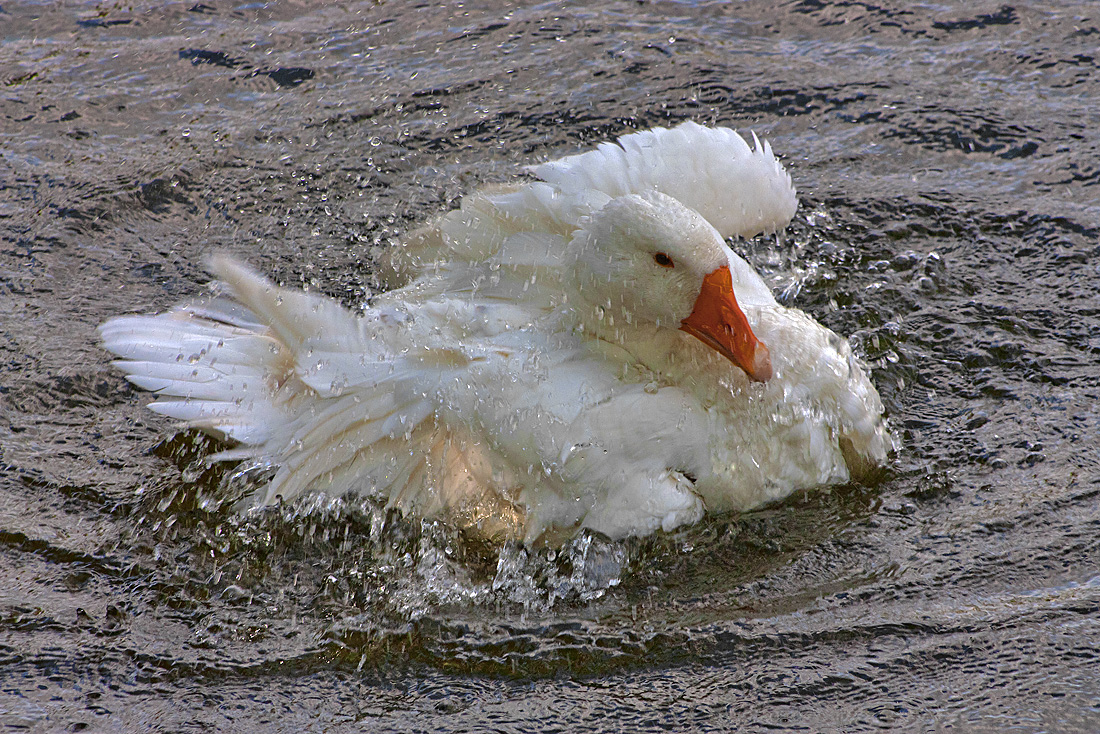 photo "***" tags: nature, pets/farm animals