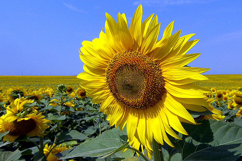 photo "Above all" tags: landscape, nature, flowers, sky, summer, sunflower