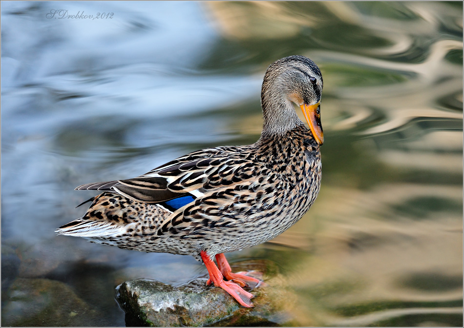 photo "***" tags: nature, wild animals