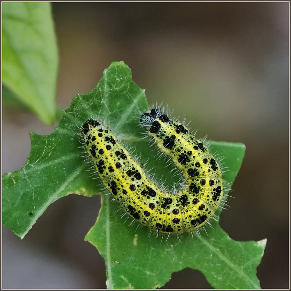 photo "***" tags: nature, macro and close-up, insect