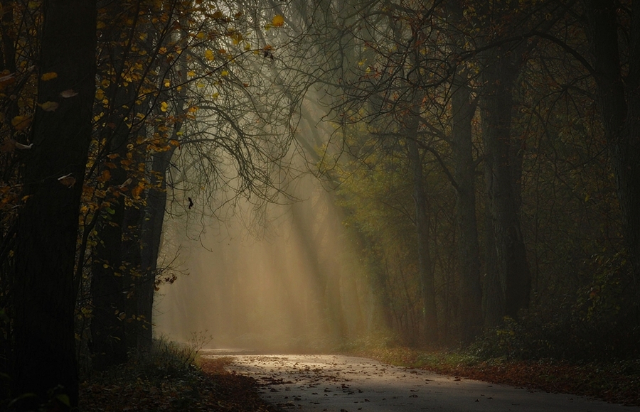 photo "*" tags: landscape, forest