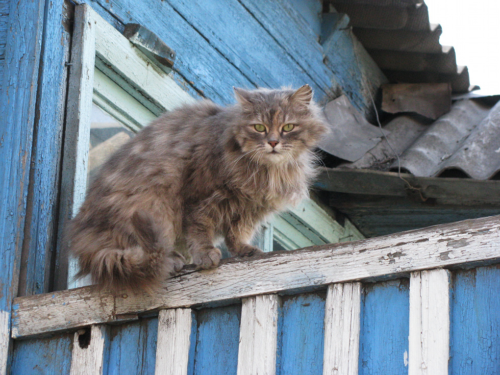 photo "***" tags: nature, pets/farm animals