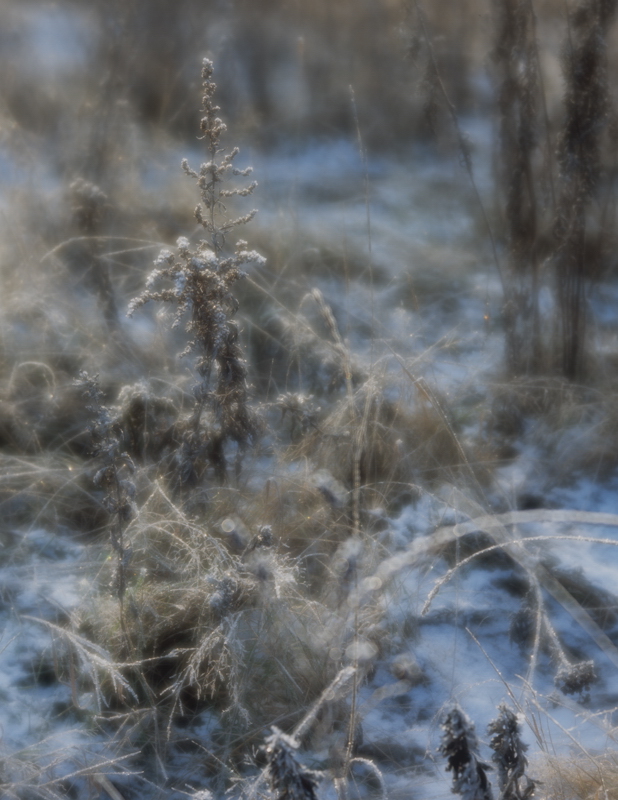 фото "Зимние цветы -II" метки: природа, цветы