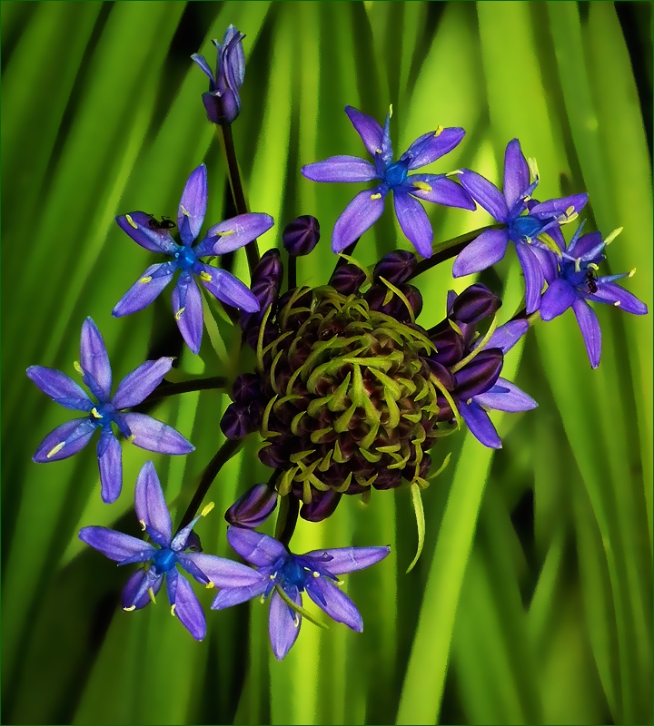 photo "* * *" tags: nature, macro and close-up, flowers