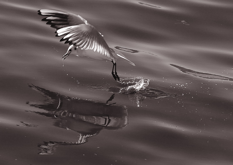 photo "SEAGULL" tags: landscape, nature, water, wild animals