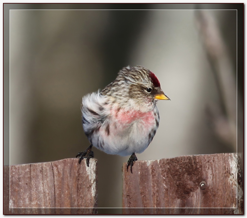 photo "Curious birdie" tags: nature, wild animals