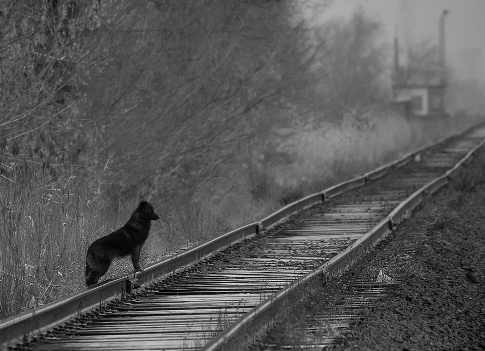 фото "Холодает... на юг податься, что ли?" метки: природа, домашние животные