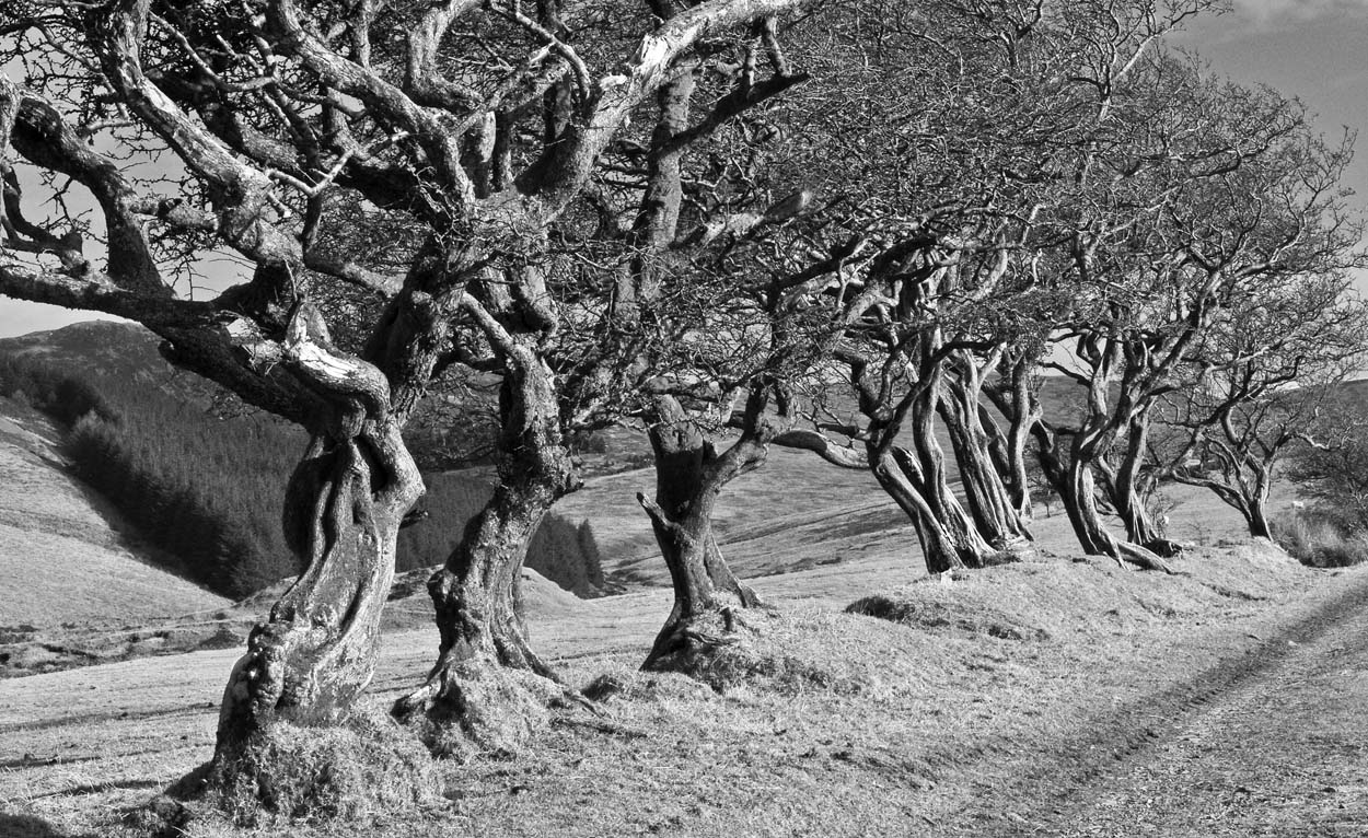 фото "Gothic Trees" метки: пейзаж, черно-белые, лес