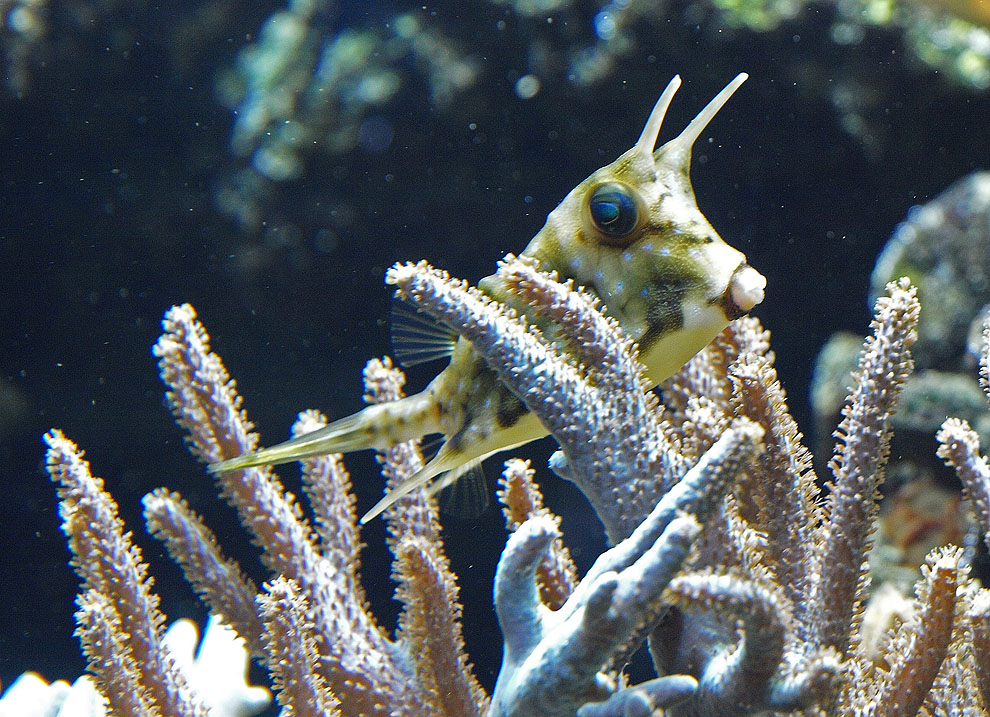 photo "Antennas" tags: macro and close-up, underwater, 