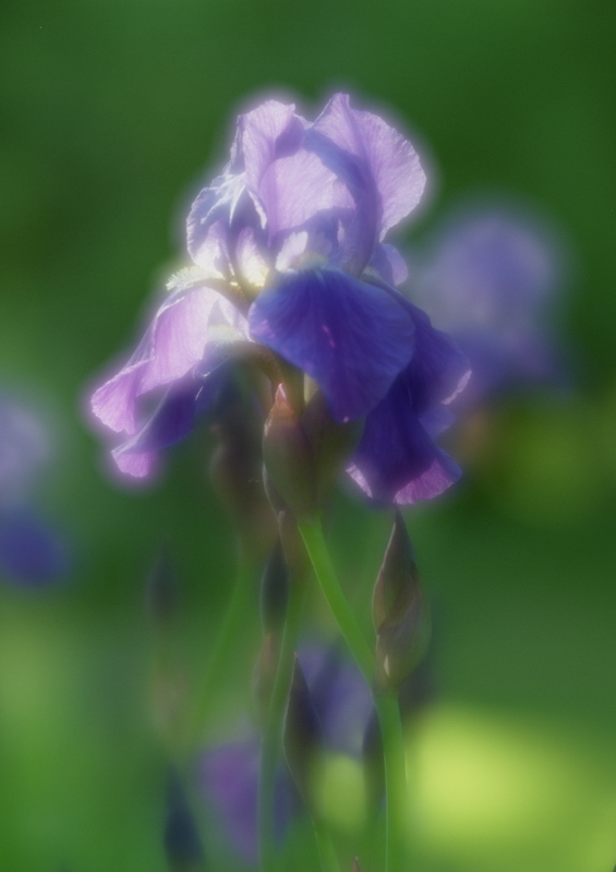 photo "***" tags: nature, flowers
