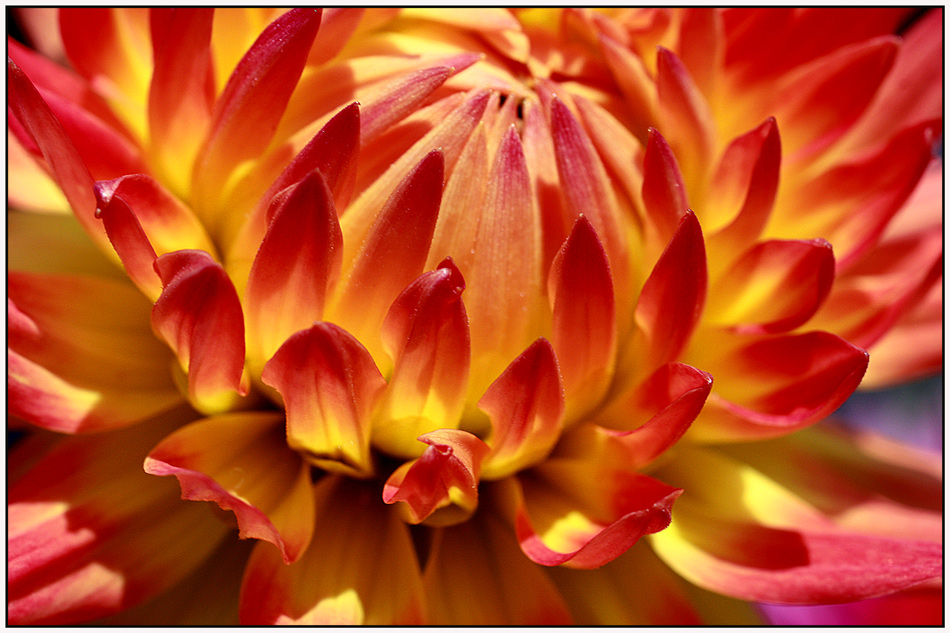 photo "Flower on fire" tags: nature, macro and close-up, colour, flowers, summer