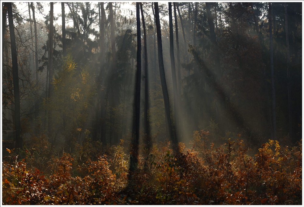 photo "***" tags: landscape, forest