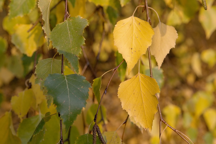 photo "***" tags: landscape, fragment, autumn