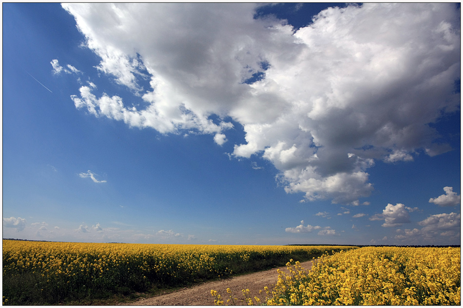 photo "Road clouds" tags: landscape, clouds, colza, field, sky, summer