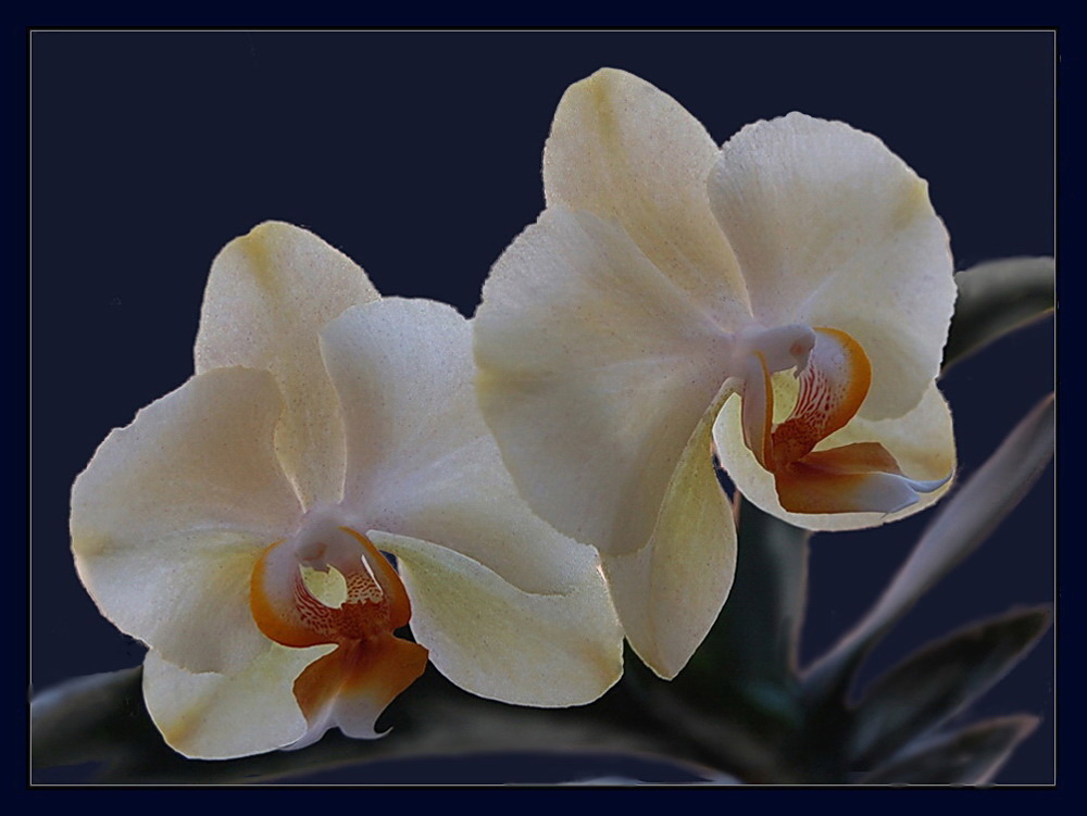 фото "Орхидея" метки: природа, цветы