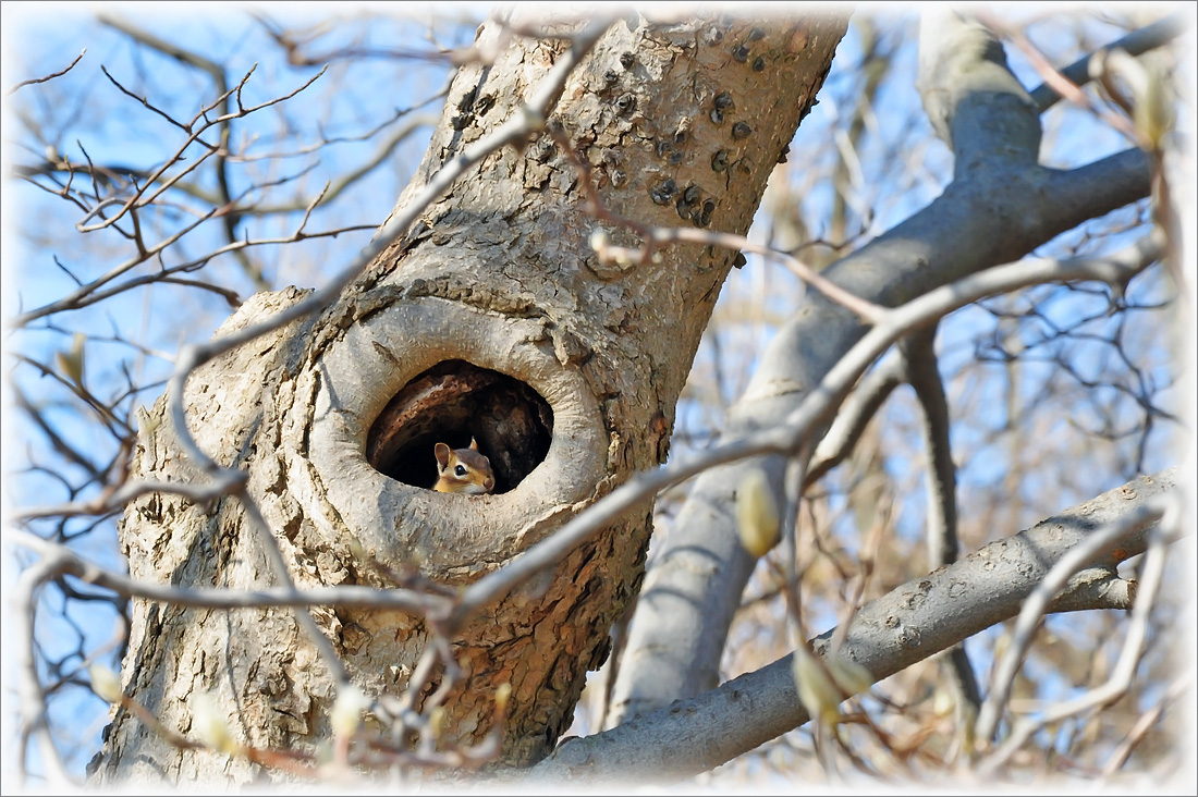 photo "***" tags: nature, wild animals