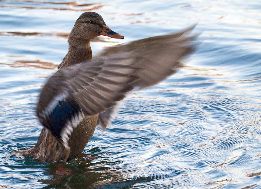 photo "Wild duck. Dance" tags: nature, wild animals