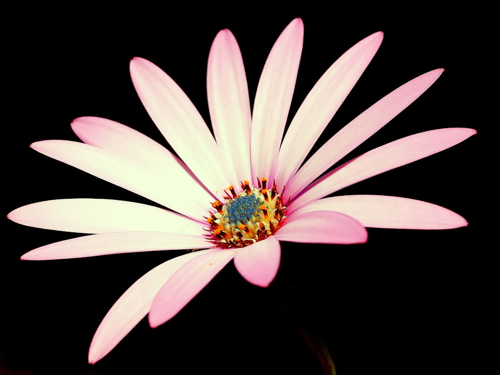 фото "A Simple Flower..."" метки: природа, цветы