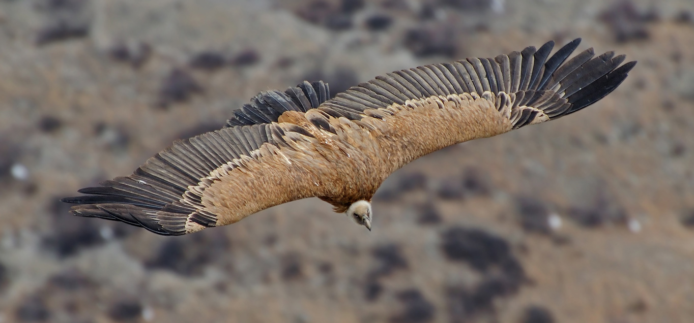photo "***" tags: nature, wild animals
