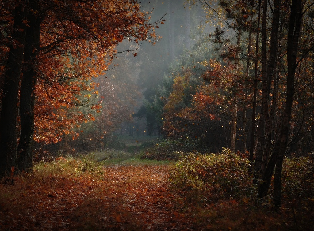 photo "***" tags: landscape, forest